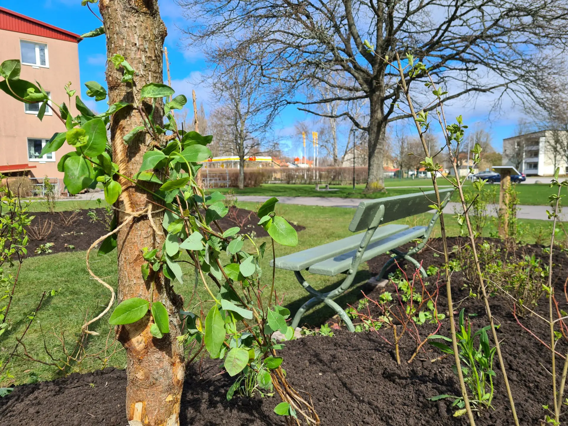 Tradstammar Kålplanta som vattnas